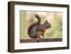 Issaquah, Washington State, USA. Douglas squirrel resting on the back of a wooden bench.-Janet Horton-Framed Photographic Print