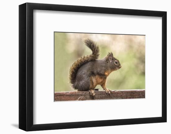 Issaquah, Washington State, USA. Douglas squirrel resting on the back of a wooden bench.-Janet Horton-Framed Photographic Print