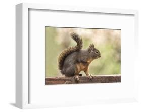 Issaquah, Washington State, USA. Douglas squirrel resting on the back of a wooden bench.-Janet Horton-Framed Photographic Print