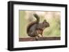 Issaquah, Washington State, USA. Douglas squirrel resting on the back of a wooden bench.-Janet Horton-Framed Photographic Print