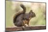 Issaquah, Washington State, USA. Douglas squirrel resting on the back of a wooden bench.-Janet Horton-Mounted Photographic Print