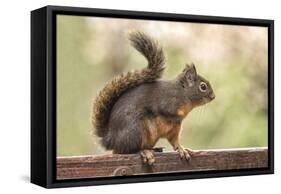 Issaquah, Washington State, USA. Douglas squirrel resting on the back of a wooden bench.-Janet Horton-Framed Stretched Canvas