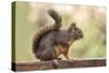 Issaquah, Washington State, USA. Douglas squirrel resting on the back of a wooden bench.-Janet Horton-Stretched Canvas