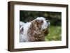 Issaquah, Washington State, USA. Elderly Cavalier King Charles Spaniel sniffing the air.-Janet Horton-Framed Photographic Print