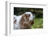 Issaquah, Washington State, USA. Elderly Cavalier King Charles Spaniel sniffing the air.-Janet Horton-Framed Photographic Print