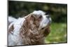 Issaquah, Washington State, USA. Elderly Cavalier King Charles Spaniel sniffing the air.-Janet Horton-Mounted Photographic Print