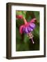 Issaquah, Washington State, USA. Fuchsia blossom in a shady yard.-Janet Horton-Framed Photographic Print