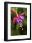 Issaquah, Washington State, USA. Fuchsia blossom in a shady yard.-Janet Horton-Framed Photographic Print