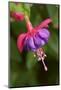 Issaquah, Washington State, USA. Fuchsia blossom in a shady yard.-Janet Horton-Mounted Photographic Print