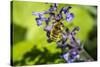 Issaquah, Washington State, USA. Honeybee pollinating a Walker's Low catnip (Nepeta Walker's Low)-Janet Horton-Stretched Canvas