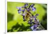 Issaquah, Washington State, USA. Honeybee pollinating a Walker's Low catnip (Nepeta Walker's Low)-Janet Horton-Framed Photographic Print