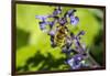 Issaquah, Washington State, USA. Honeybee pollinating a Walker's Low catnip (Nepeta Walker's Low)-Janet Horton-Framed Photographic Print