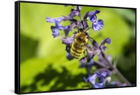 Issaquah, Washington State, USA. Honeybee pollinating a Walker's Low catnip (Nepeta Walker's Low)-Janet Horton-Framed Stretched Canvas