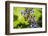 Issaquah, Washington State, USA. Honeybee pollinating a Walker's Low catnip (Nepeta Walker's Low)-Janet Horton-Framed Photographic Print