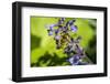 Issaquah, Washington State, USA. Honeybee pollinating a Walker's Low catnip (Nepeta Walker's Low)-Janet Horton-Framed Photographic Print