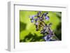 Issaquah, Washington State, USA. Honeybee pollinating a Walker's Low catnip (Nepeta Walker's Low)-Janet Horton-Framed Photographic Print