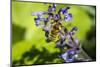Issaquah, Washington State, USA. Honeybee pollinating a Walker's Low catnip (Nepeta Walker's Low)-Janet Horton-Mounted Photographic Print