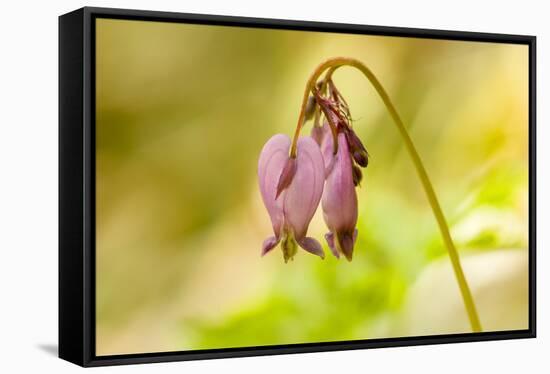 Issaquah, Washington State, USA. Pacific bleeding hearts wildflowers.-Janet Horton-Framed Stretched Canvas