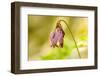 Issaquah, Washington State, USA. Pacific bleeding hearts wildflowers.-Janet Horton-Framed Photographic Print