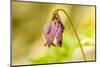 Issaquah, Washington State, USA. Pacific bleeding hearts wildflowers.-Janet Horton-Mounted Photographic Print