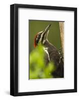 Issaquah, Washington State, USA. Pileated woodpecker close-up on a tree trunk.-Janet Horton-Framed Photographic Print