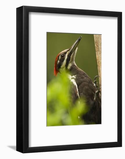 Issaquah, Washington State, USA. Pileated woodpecker close-up on a tree trunk.-Janet Horton-Framed Photographic Print