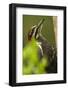 Issaquah, Washington State, USA. Pileated woodpecker close-up on a tree trunk.-Janet Horton-Framed Photographic Print