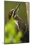 Issaquah, Washington State, USA. Pileated woodpecker close-up on a tree trunk.-Janet Horton-Mounted Photographic Print