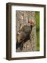 Issaquah, Washington State, USA. Pileated woodpecker on a tree trunk.-Janet Horton-Framed Photographic Print