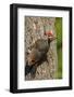 Issaquah, Washington State, USA. Pileated woodpecker on a tree trunk.-Janet Horton-Framed Photographic Print