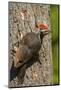 Issaquah, Washington State, USA. Pileated woodpecker on a tree trunk.-Janet Horton-Mounted Photographic Print