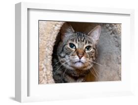 Issaquah, Washington State, USA. Ten year old American short-haired cat.-Janet Horton-Framed Photographic Print