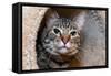 Issaquah, Washington State, USA. Ten year old American short-haired cat.-Janet Horton-Framed Stretched Canvas