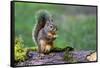 Issaquah, Washington State, USA. Western Gray Squirrel standing on a log eating a peanut-Janet Horton-Framed Stretched Canvas