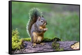 Issaquah, Washington State, USA. Western Gray Squirrel standing on a log eating a peanut-Janet Horton-Framed Stretched Canvas