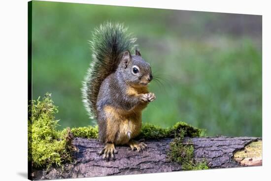 Issaquah, Washington State, USA. Western Gray Squirrel standing on a log eating a peanut-Janet Horton-Stretched Canvas