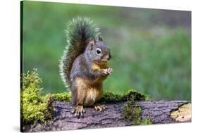 Issaquah, Washington State, USA. Western Gray Squirrel standing on a log eating a peanut-Janet Horton-Stretched Canvas