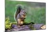 Issaquah, Washington State, USA. Western Gray Squirrel standing on a log eating a peanut-Janet Horton-Mounted Photographic Print