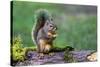 Issaquah, Washington State, USA. Western Gray Squirrel standing on a log eating a peanut-Janet Horton-Stretched Canvas