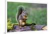 Issaquah, Washington State, USA. Western Gray Squirrel standing on a log eating a peanut-Janet Horton-Framed Photographic Print