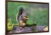 Issaquah, Washington State, USA. Western Gray Squirrel standing on a log eating a peanut-Janet Horton-Framed Photographic Print