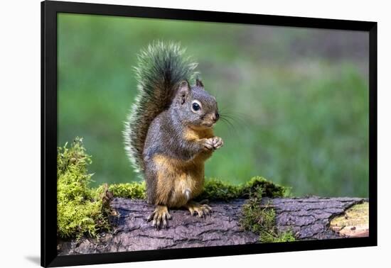 Issaquah, Washington State, USA. Western Gray Squirrel standing on a log eating a peanut-Janet Horton-Framed Photographic Print