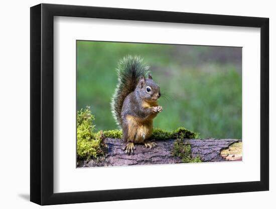 Issaquah, Washington State, USA. Western Gray Squirrel standing on a log eating a peanut-Janet Horton-Framed Photographic Print