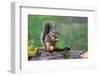 Issaquah, Washington State, USA. Western Gray Squirrel standing on a log eating a peanut-Janet Horton-Framed Photographic Print