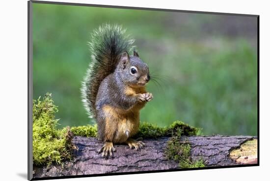 Issaquah, Washington State, USA. Western Gray Squirrel standing on a log eating a peanut-Janet Horton-Mounted Photographic Print