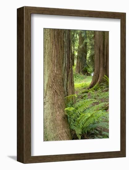 Issaquah, Washington State, USA. Western Redcedar tree trunks with western sword ferns.-Janet Horton-Framed Photographic Print