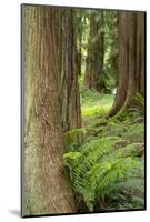 Issaquah, Washington State, USA. Western Redcedar tree trunks with western sword ferns.-Janet Horton-Mounted Photographic Print