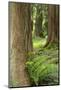 Issaquah, Washington State, USA. Western Redcedar tree trunks with western sword ferns.-Janet Horton-Mounted Photographic Print