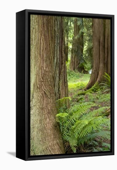 Issaquah, Washington State, USA. Western Redcedar tree trunks with western sword ferns.-Janet Horton-Framed Stretched Canvas