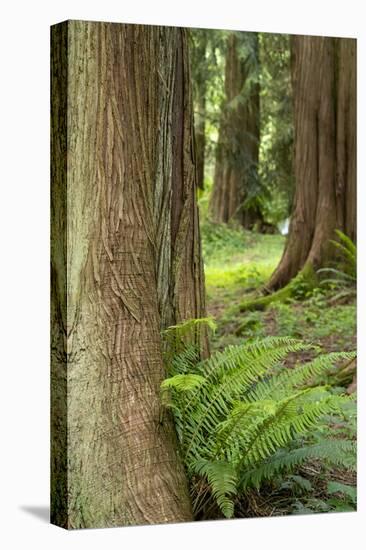 Issaquah, Washington State, USA. Western Redcedar tree trunks with western sword ferns.-Janet Horton-Stretched Canvas